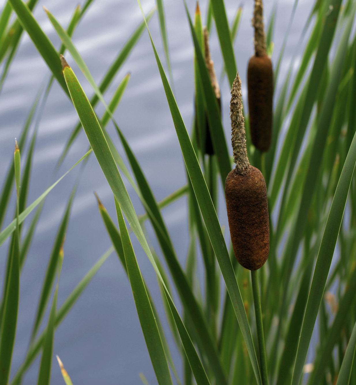 Pond Weeds: Cattails